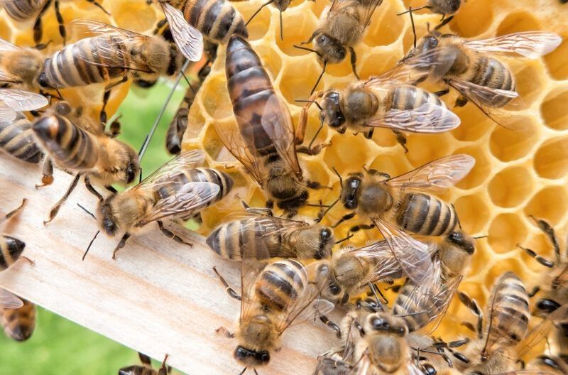Bee queen amidst honeybees