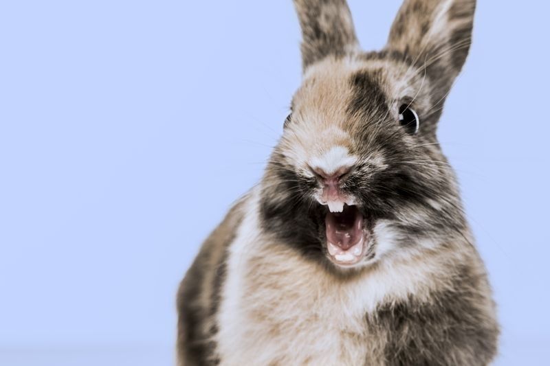Close-up of a funny Rabbit against a blue background.