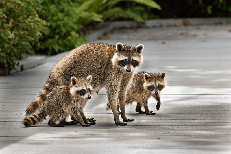 Raccoon mother and her babies.