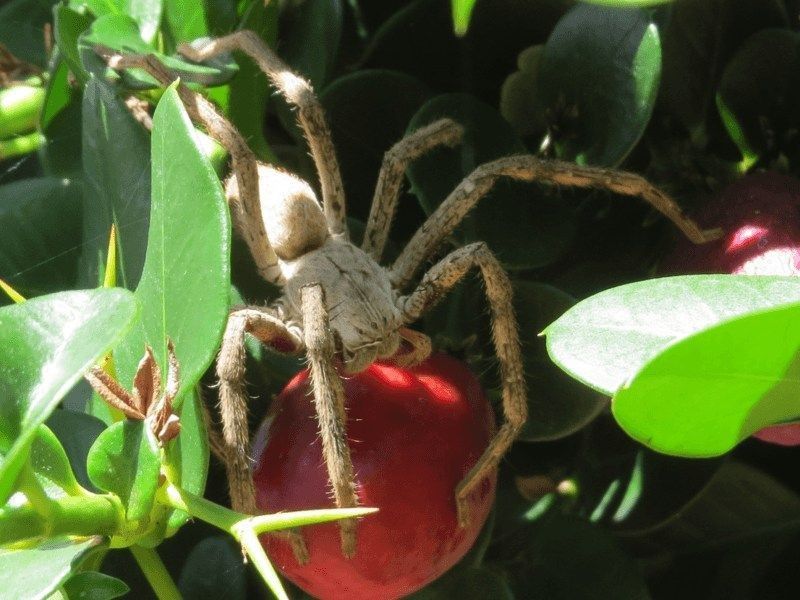 A rain spider on a fruit-bearing plant.
