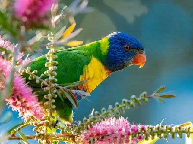 Interesting facts about the rainbow lorikeet are amusing!