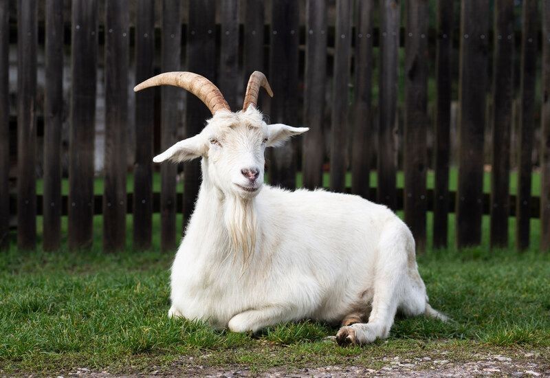 White goat lying on the grass.