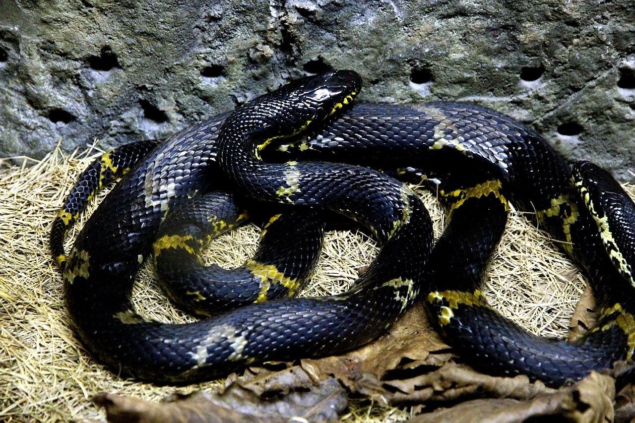 Rat snakes are among the largest non-venomous snakes.