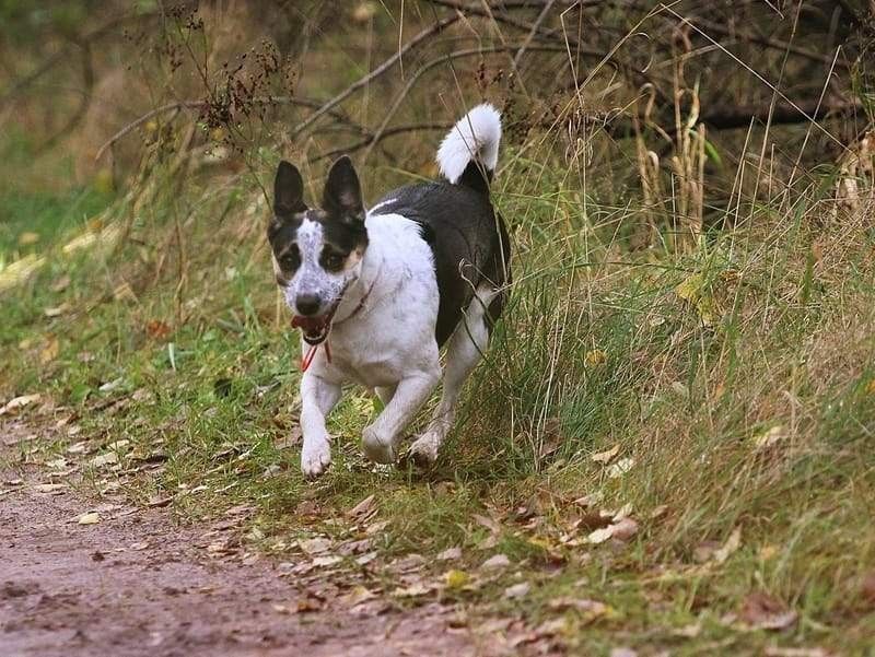 Among all terrier breeds rat terrier is the fastest runner.