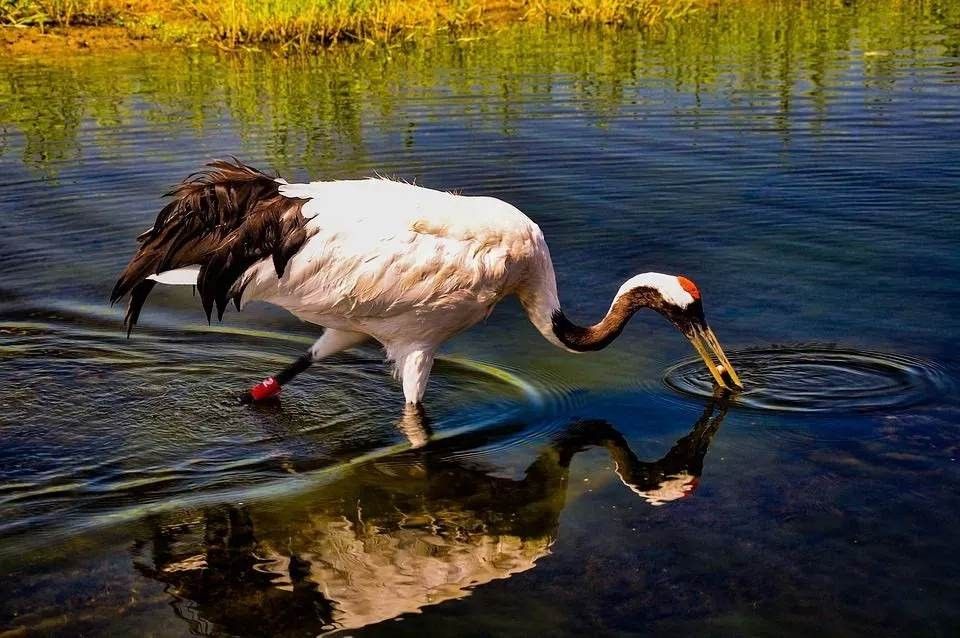 Characteristic facts about the Red-crowned Crane.