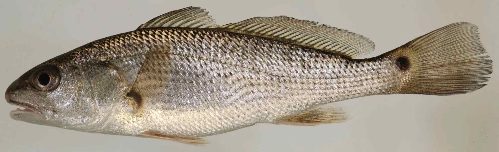 Find out about the characteristics and habitat of the Red Drum fish.