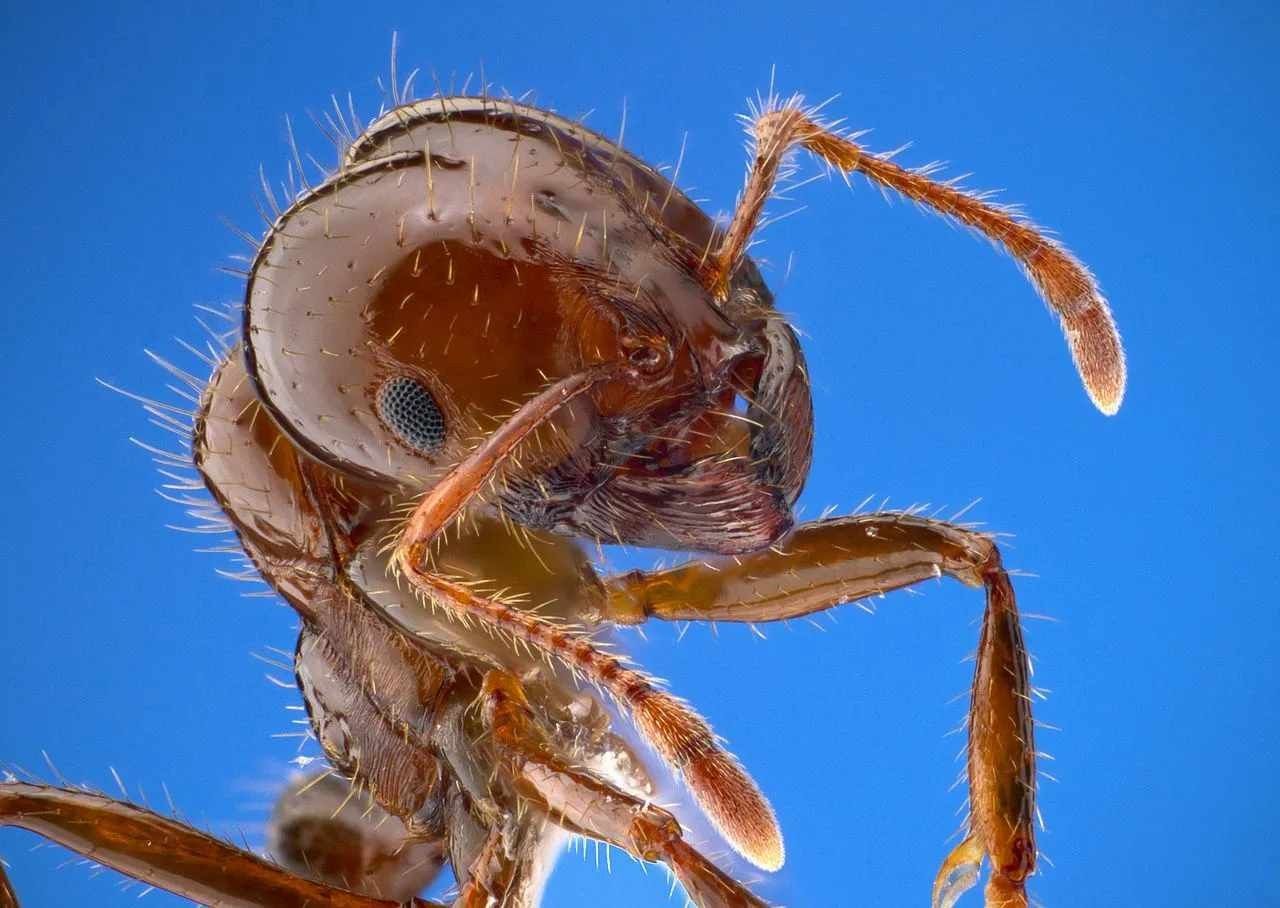 Fire ants cause a burning sensation after it stings.