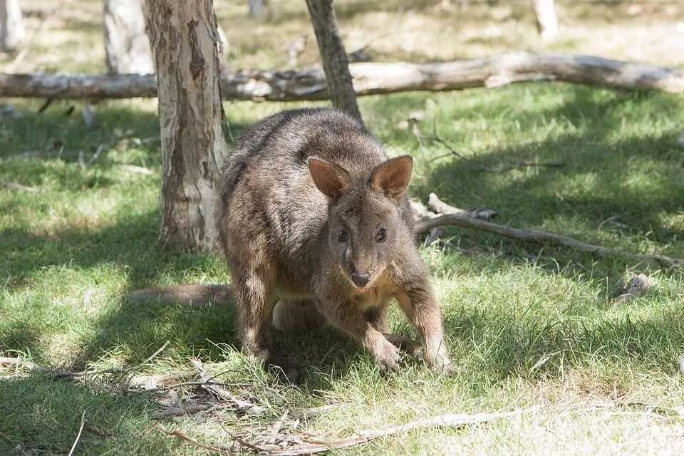 Red-necked Pademelon spends most of its daytime sleeping.