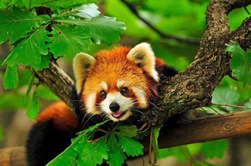 A red panda climbing a tree.