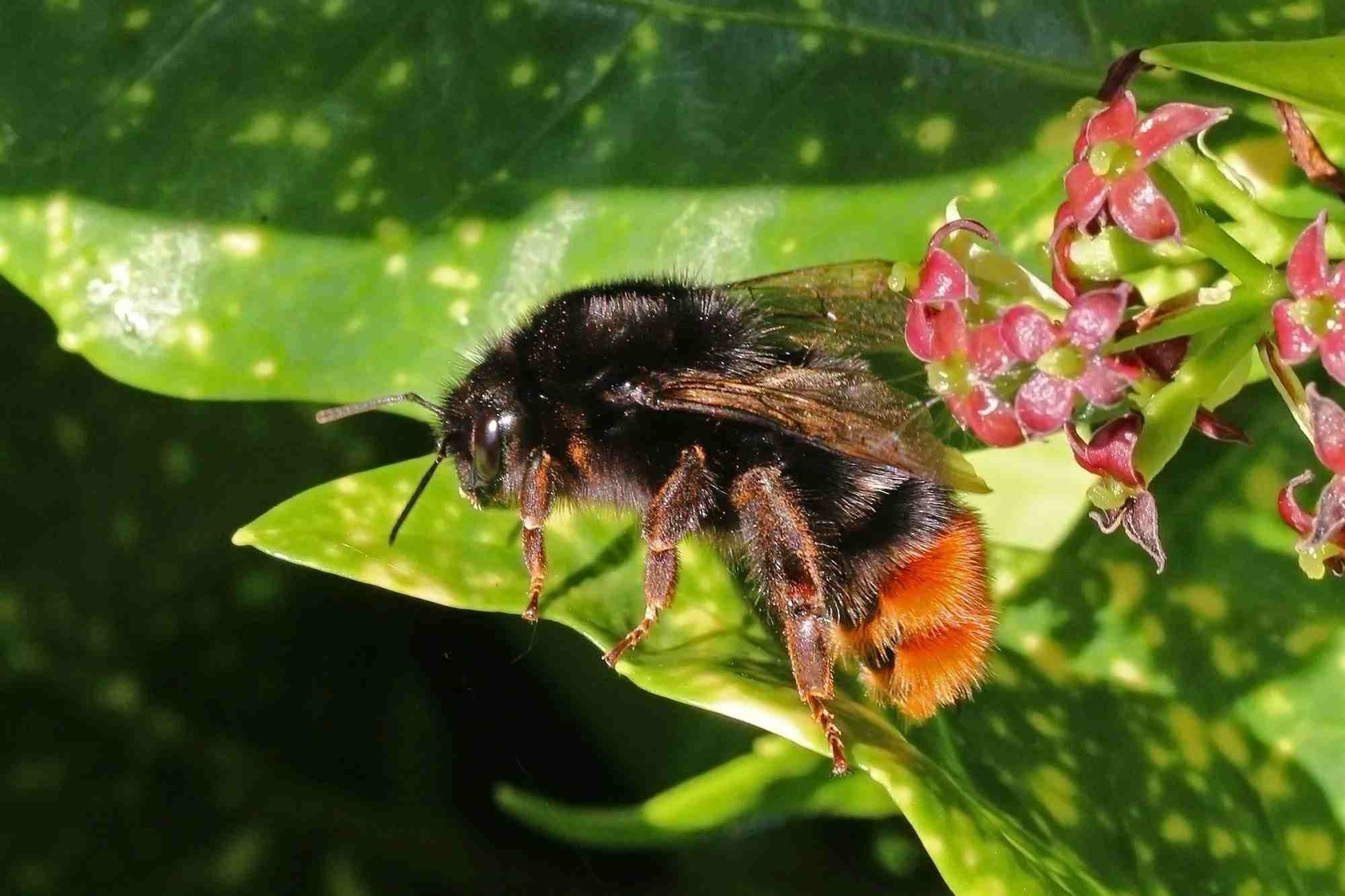 Characteristics and habitat of the Red-tailed-Bumblebee.