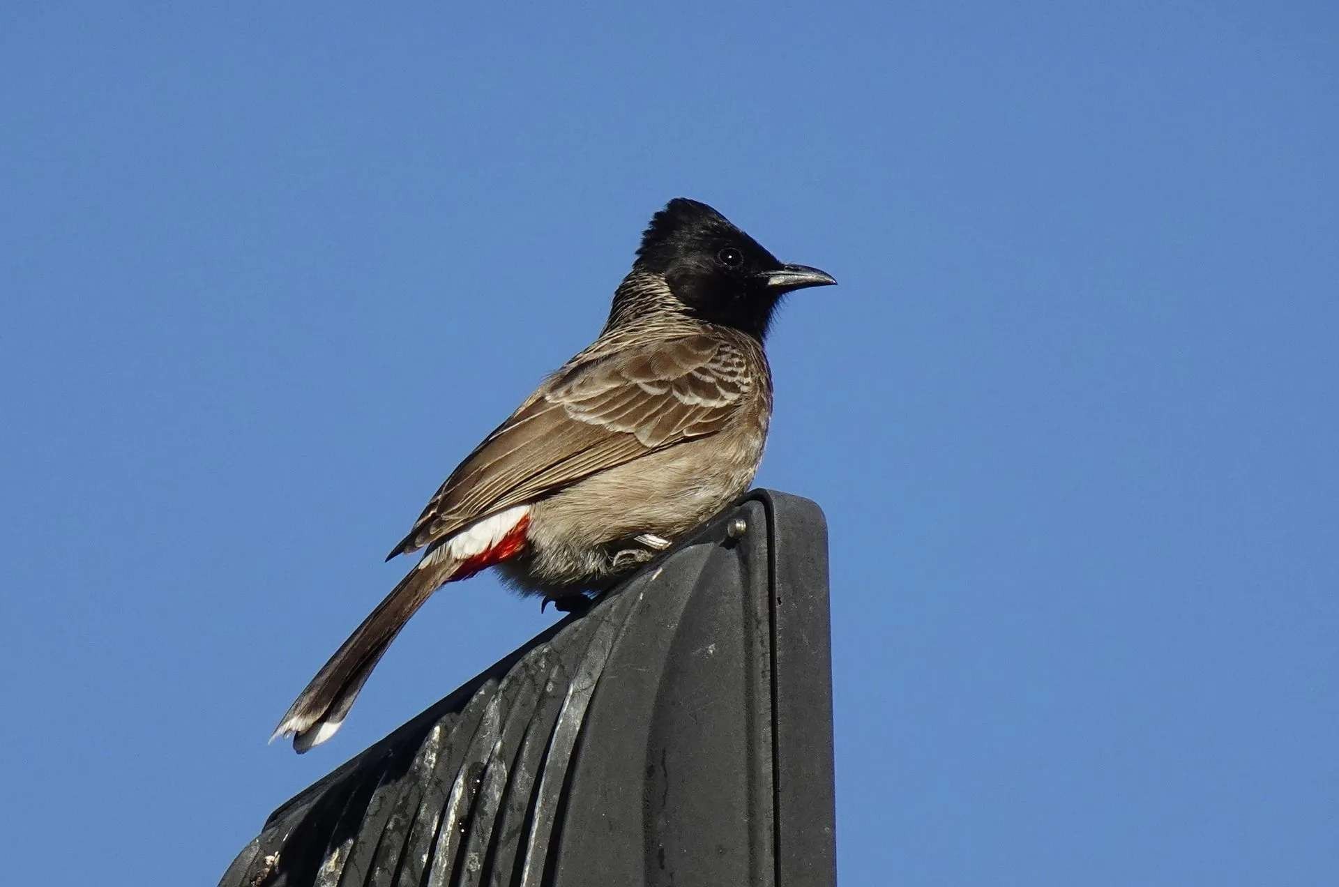A Red-vented bulbul.