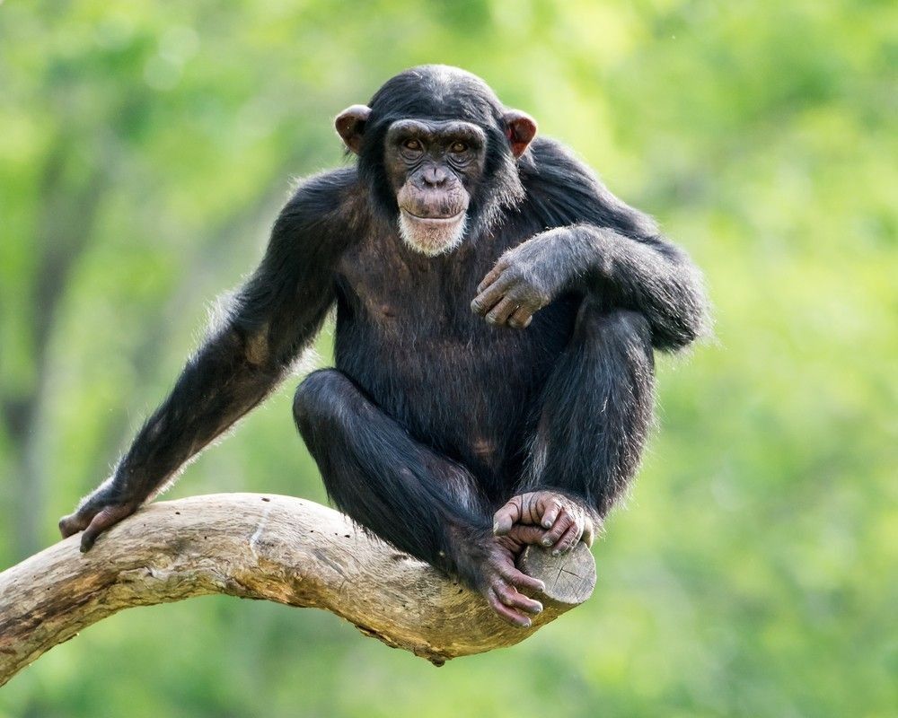 Frontal Portrait of a Young Chimpanzee Relaxing
