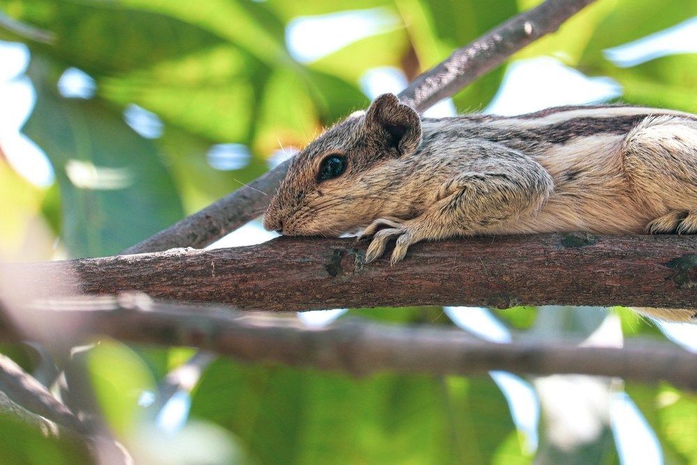 Squirrel resting on mango tree branch