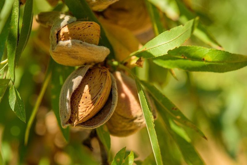 Ripe almonds on the tree branch on a sunny  day