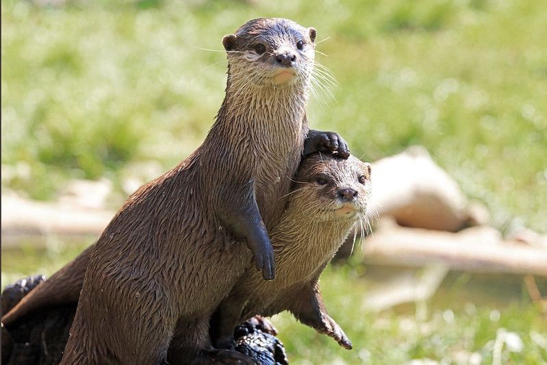 Pair Of River Otters
