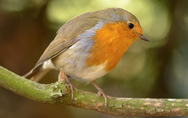 Robin facts are all about migratory birds.