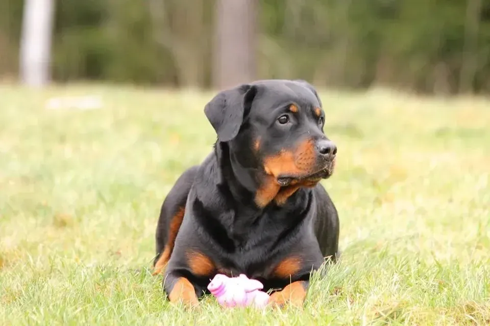 Rottweilers make a loving and affectionate family pet.