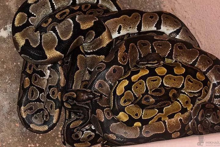 All about the characteristics and habitat of the Royal Python.