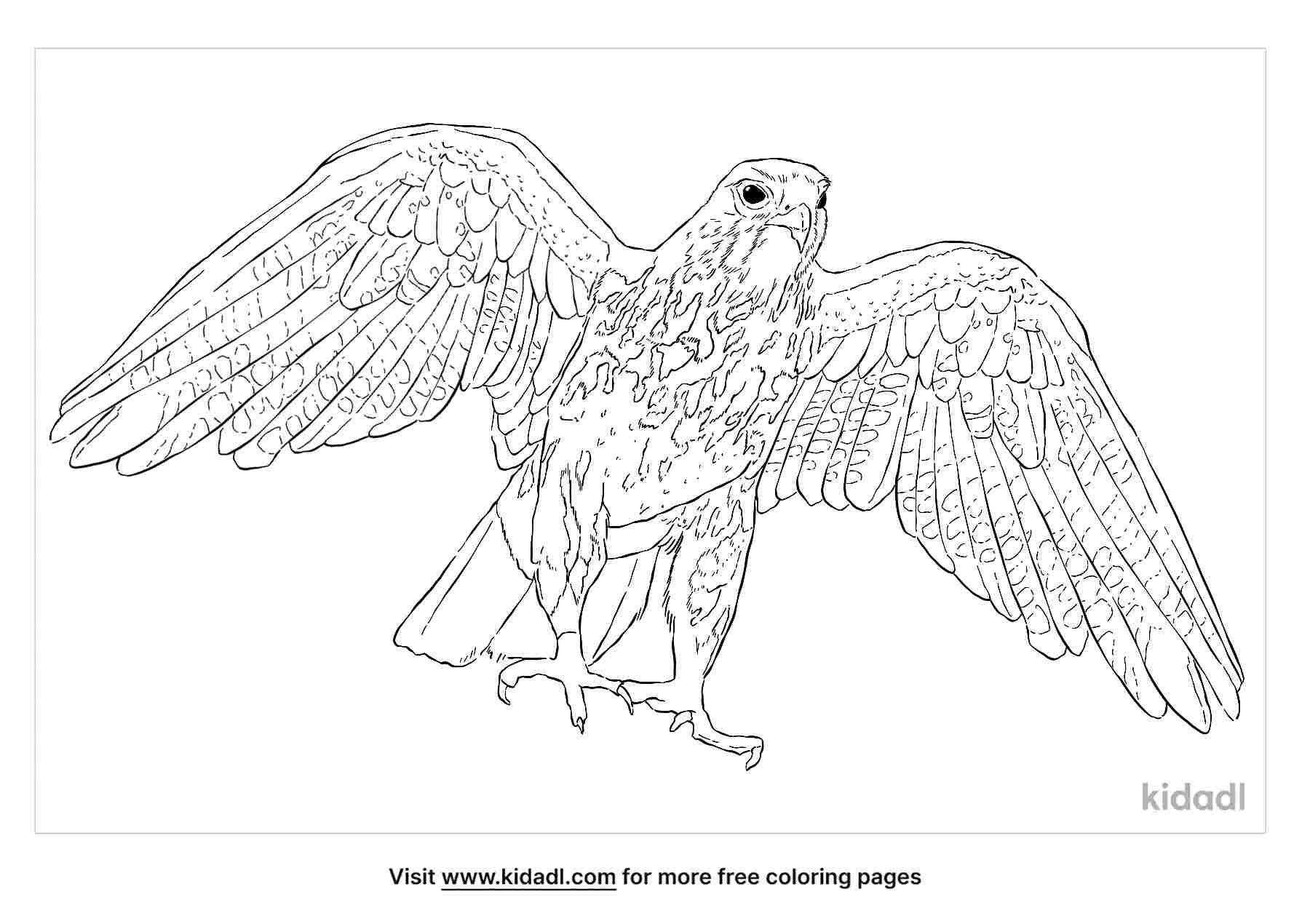 coloring page that have saker falcon