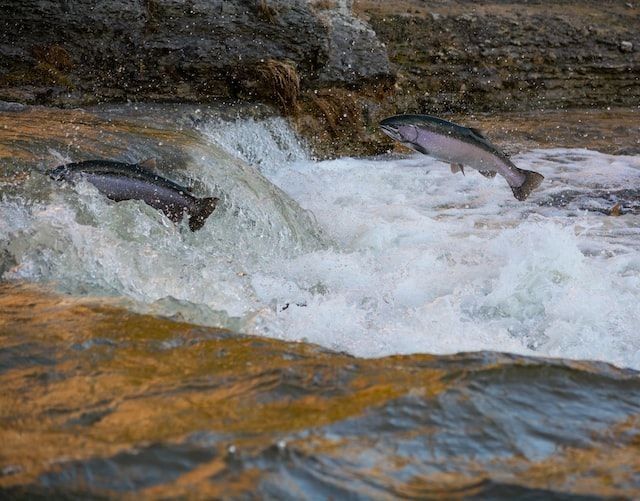 Adult salmon spawning process is educational and interesting