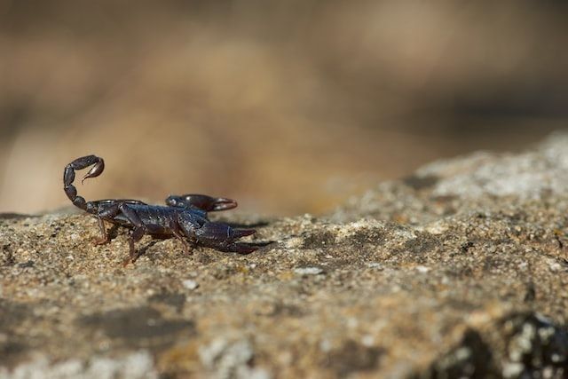 Scorpions are one of the most well-known arachnids