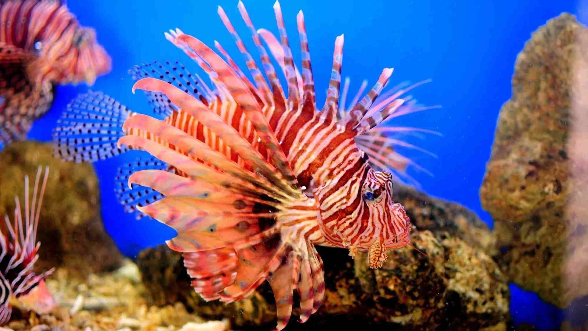 Read about the characteristics and habitat of scorpion fish.