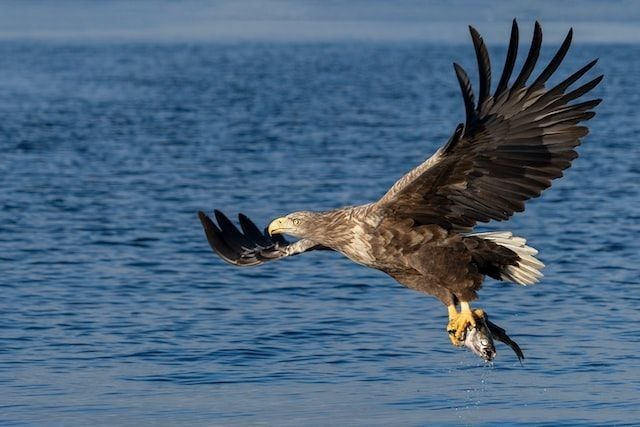 White-tailed sea eagle facts say that it is the fourth largest eagle in Europe with a yellow beak.