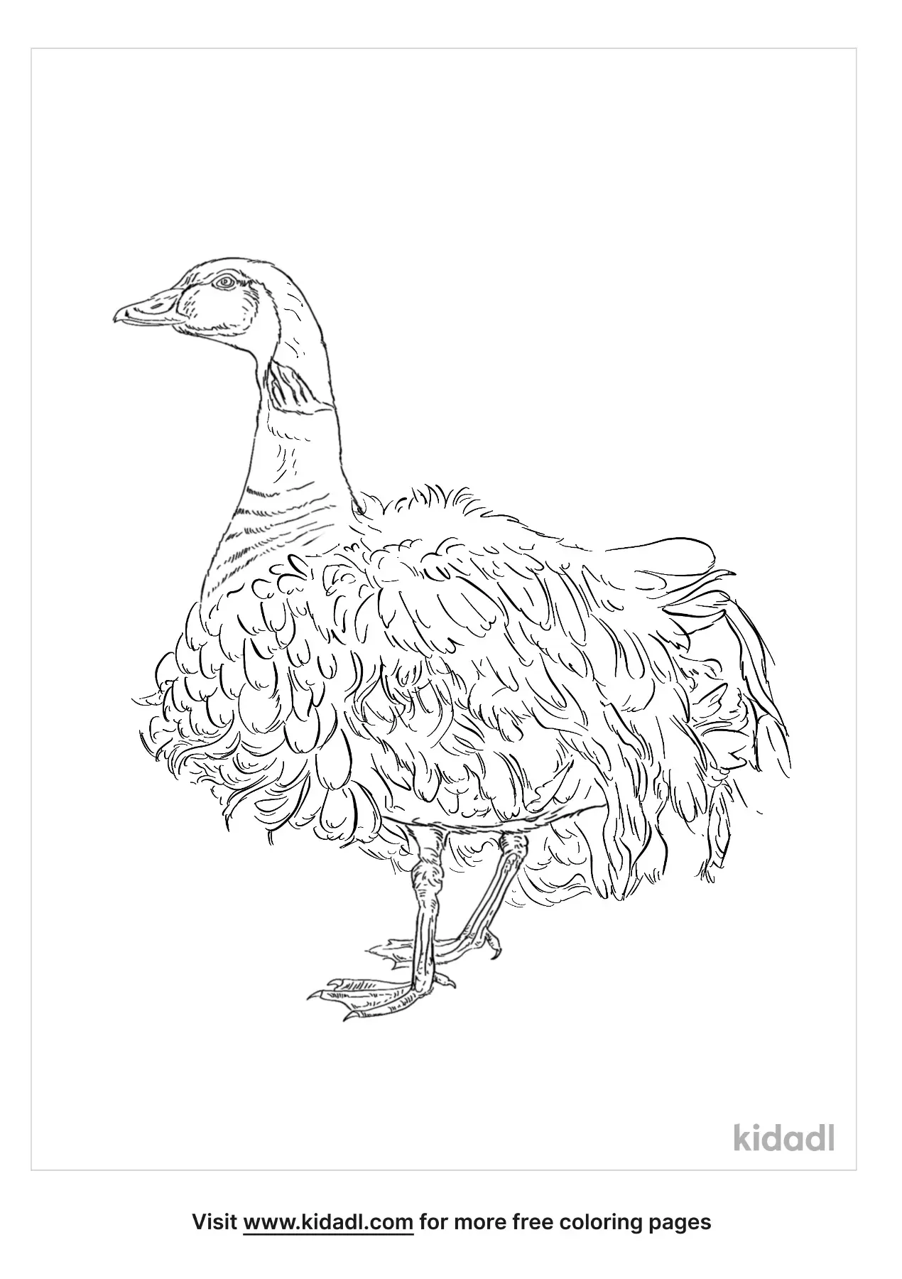 Free Sebastopol Geese Coloring Page | Coloring Page Printables | Kidadl