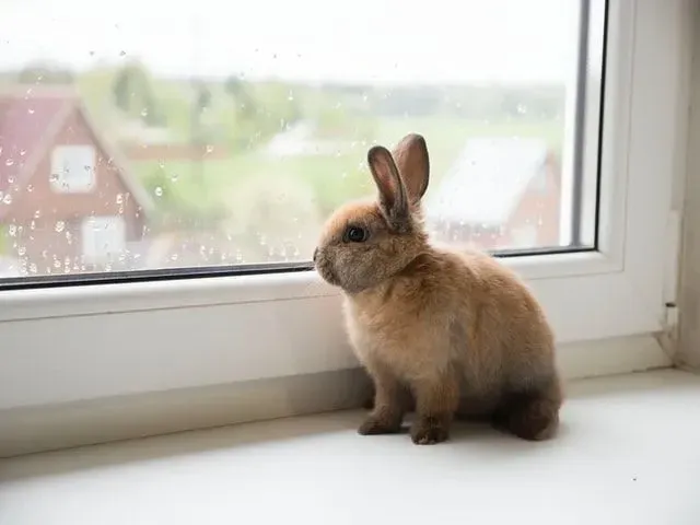 A fluffy brown rabbit looking outside the window