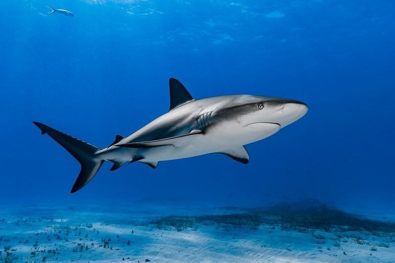 Caribbean reef shark swimming over the reef.