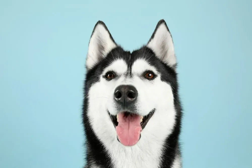 Black and white husky dog smiling on blue background