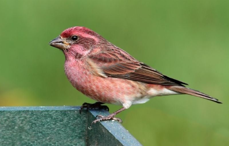 Male Purple Finch perched on a feeder