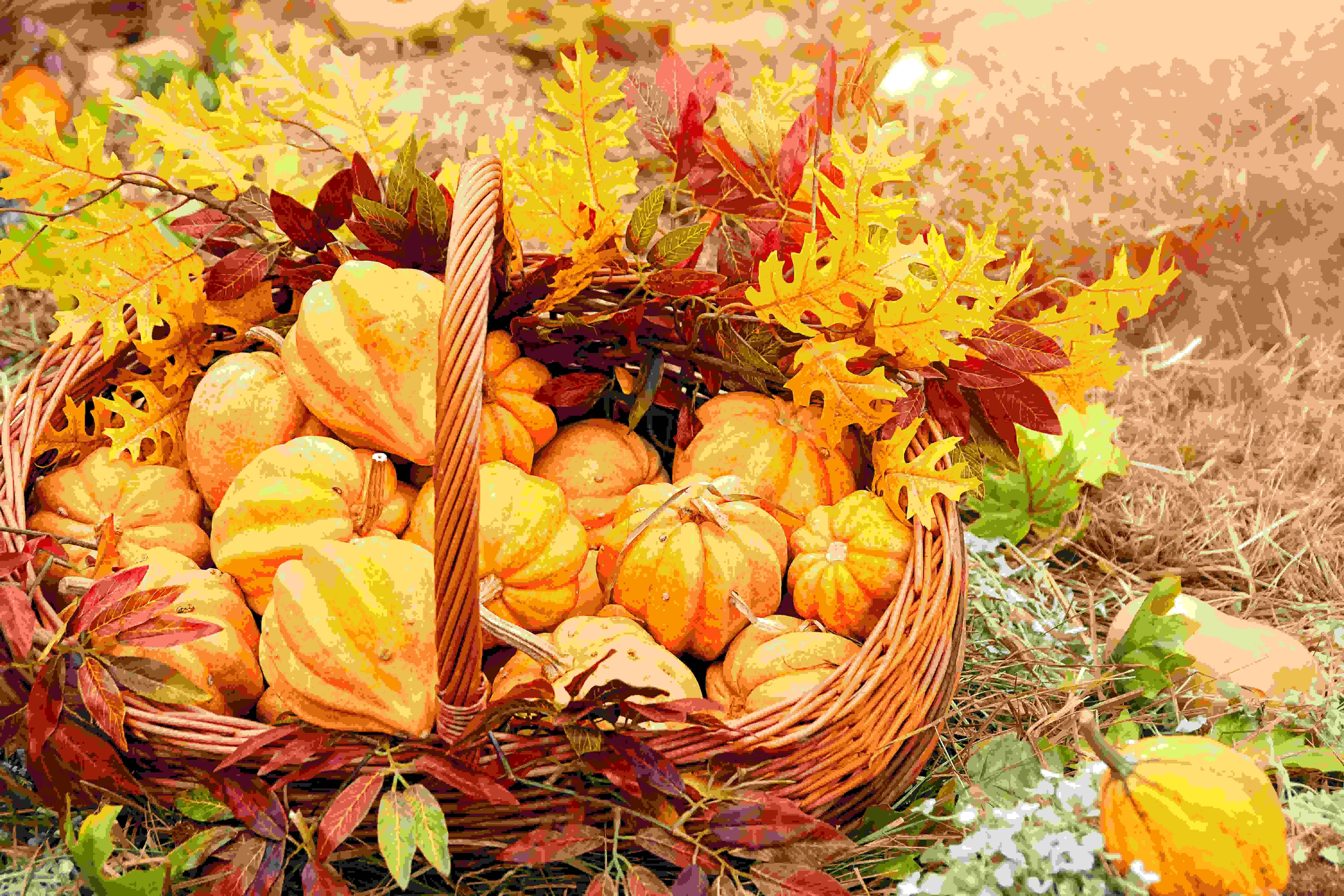 beautiful orange pumpkins in basket. symbol of Autumn harvest, Thanksgiving