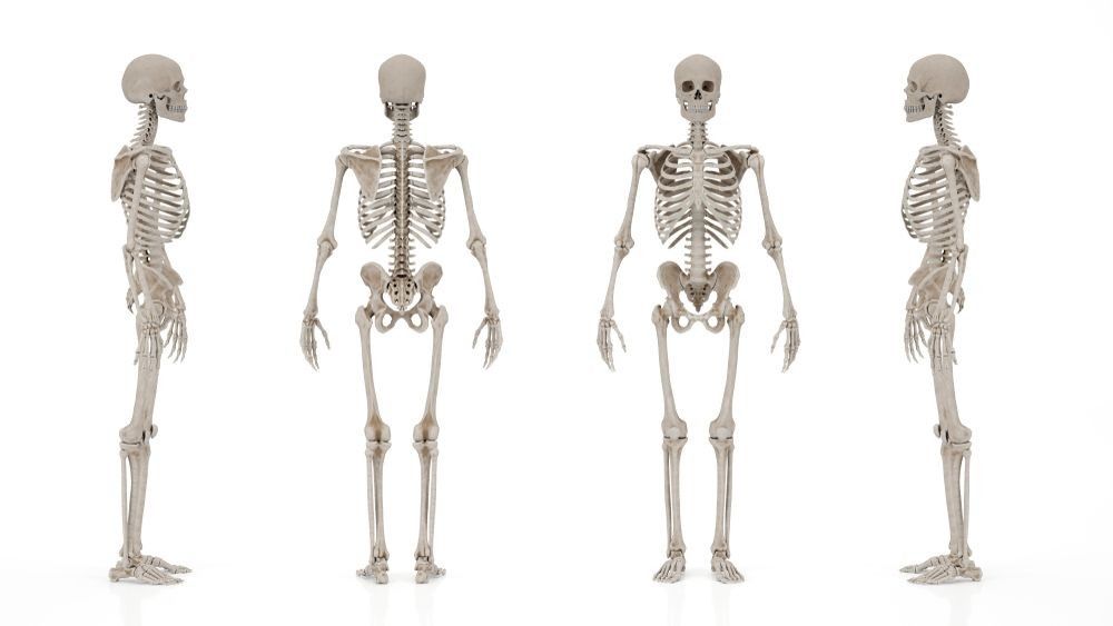 Bones in Human Body 