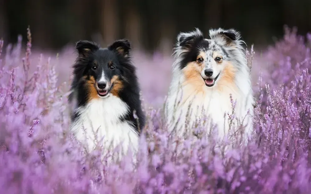 Two cute black and white Shelties sitting in lavender flowers.