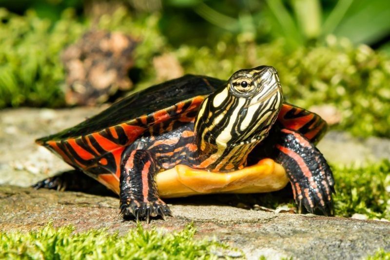 Red-eared turtle or yellow-bellied turtle