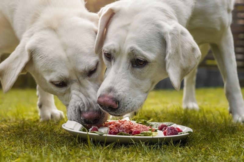 Two young Labrador retriever dog puppies eating from a plate on grass.