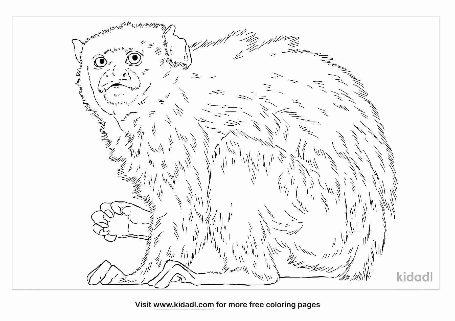 coloring page that have silver marmoset