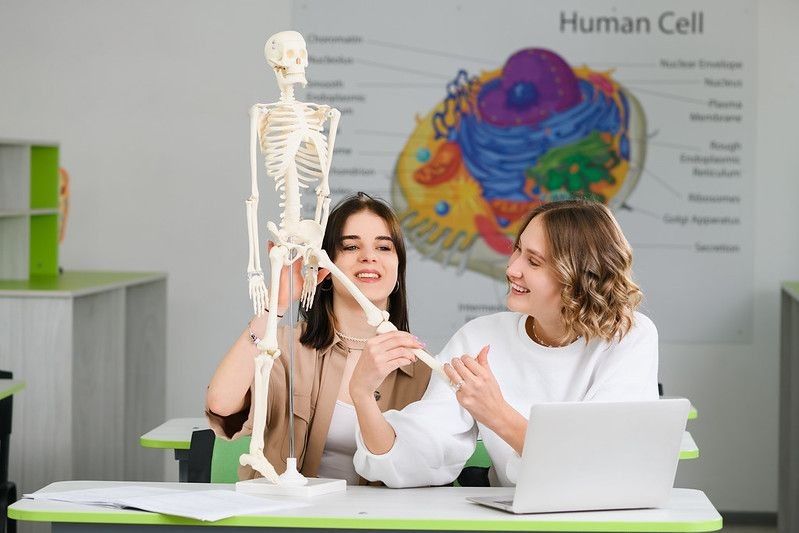 Two students learning human biology with human skeleton model