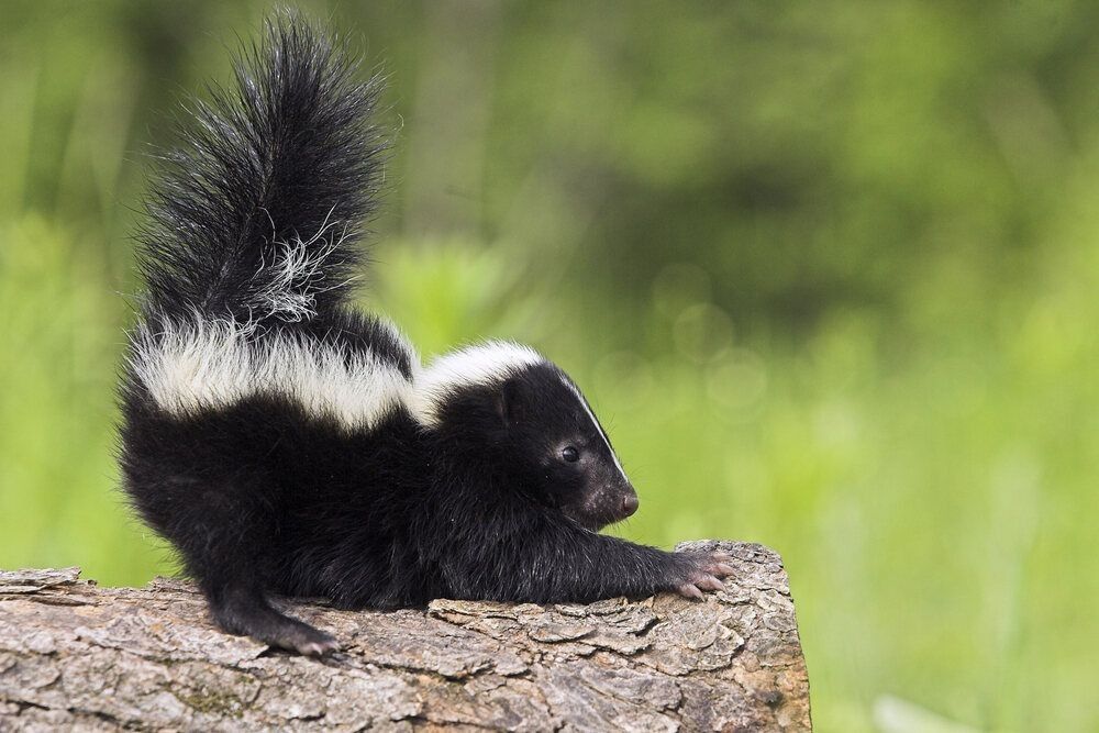 Black skunk with white strips relaxing.