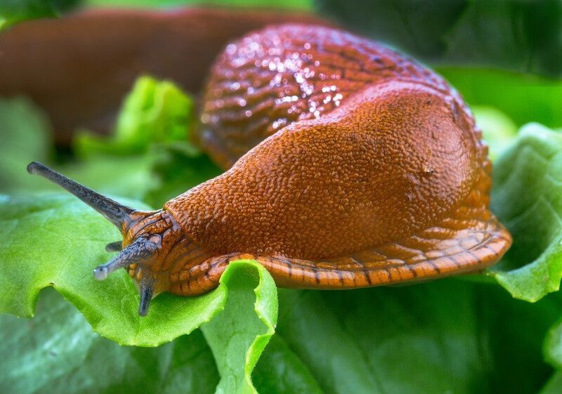 A slug in the garden eating a lettuce leaf.