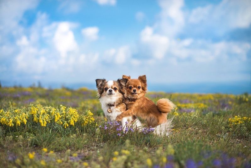 Two chihuahuas in the meadow.