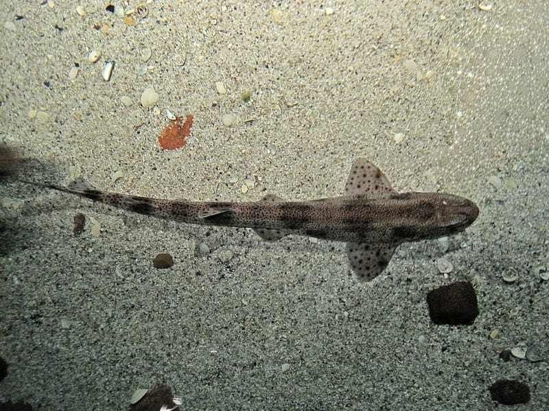 Small-spotted catshark fish.