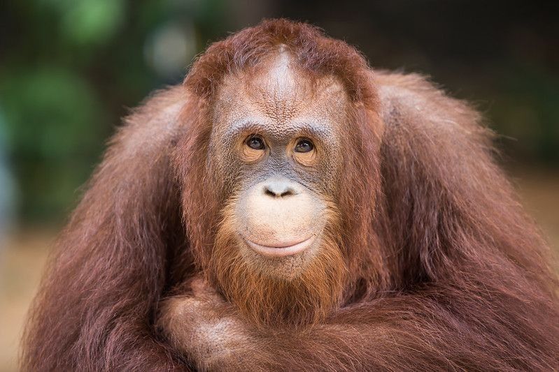 Clos up of a smiling Orangutan.