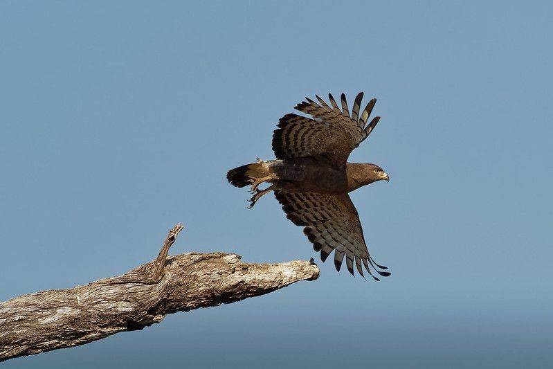 Eagle flying near a tree