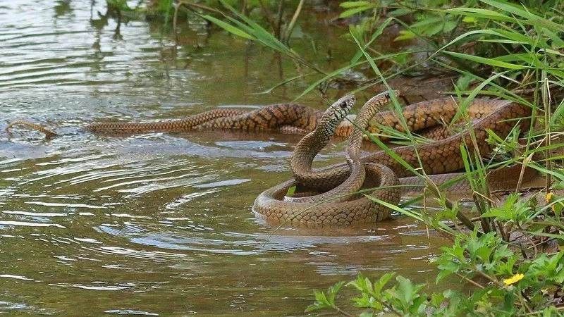 Non-venomous snake belongs to family of Colubridae