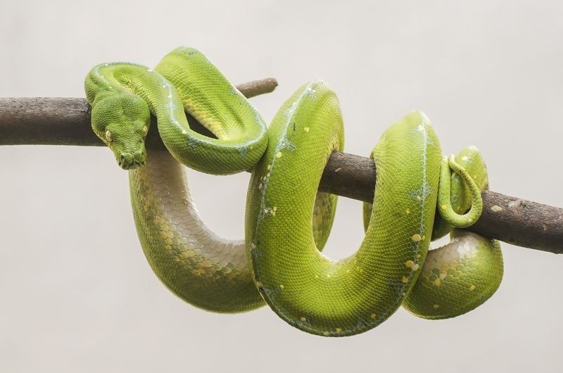 Green snake coiled around tree branch.