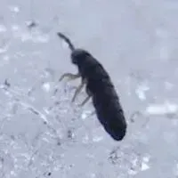 Snow fleas are also known as springtails.