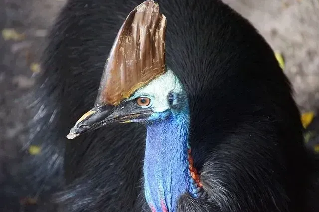 The male southern cassowary incubates the eggs for 50 days.