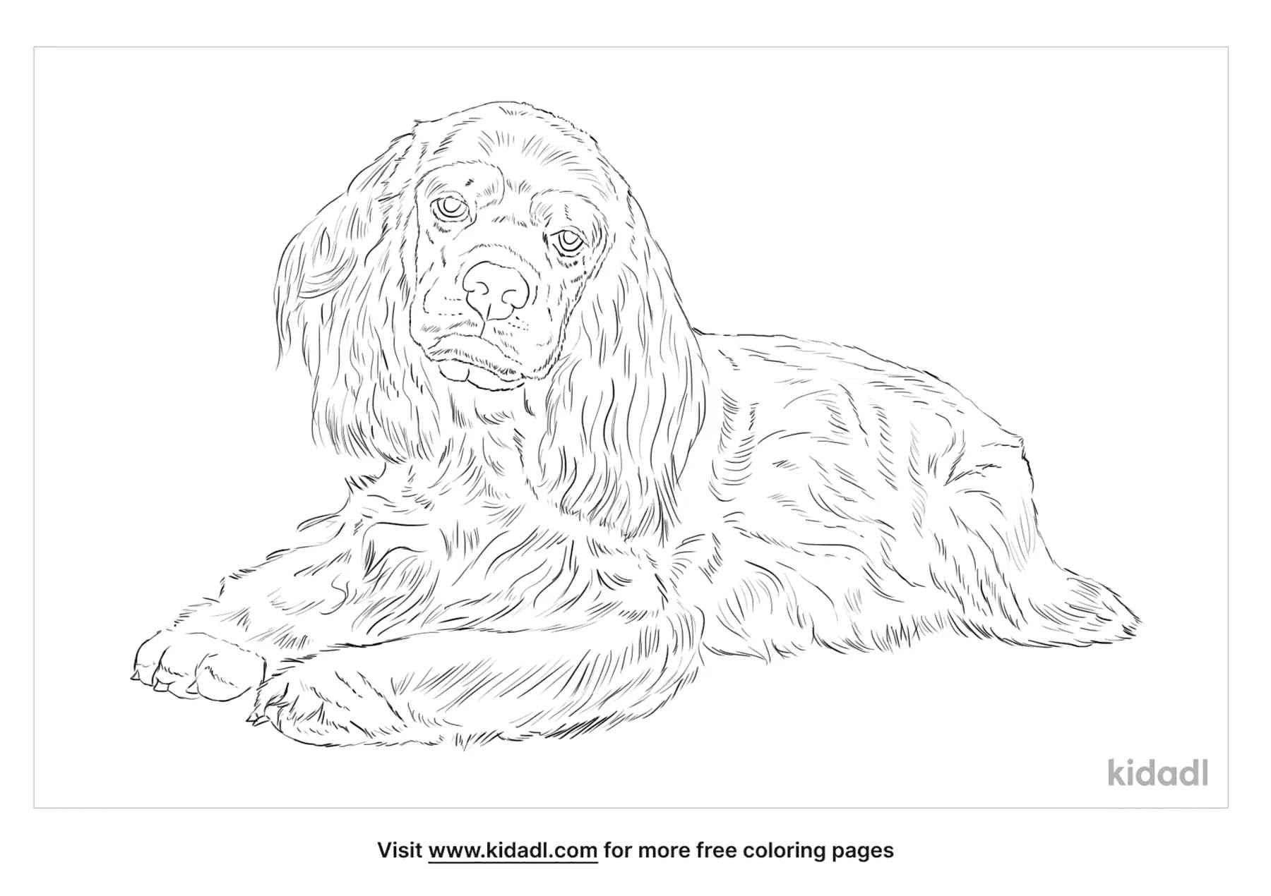 American Cocker Spaniel Coloring Page facts